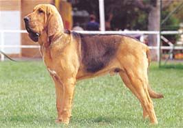 犬を家族に迎える前に